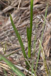 Texas lady's tresses